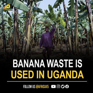 Bananas are the world's most wasted crop, but this Uganda company is creating ways for change.