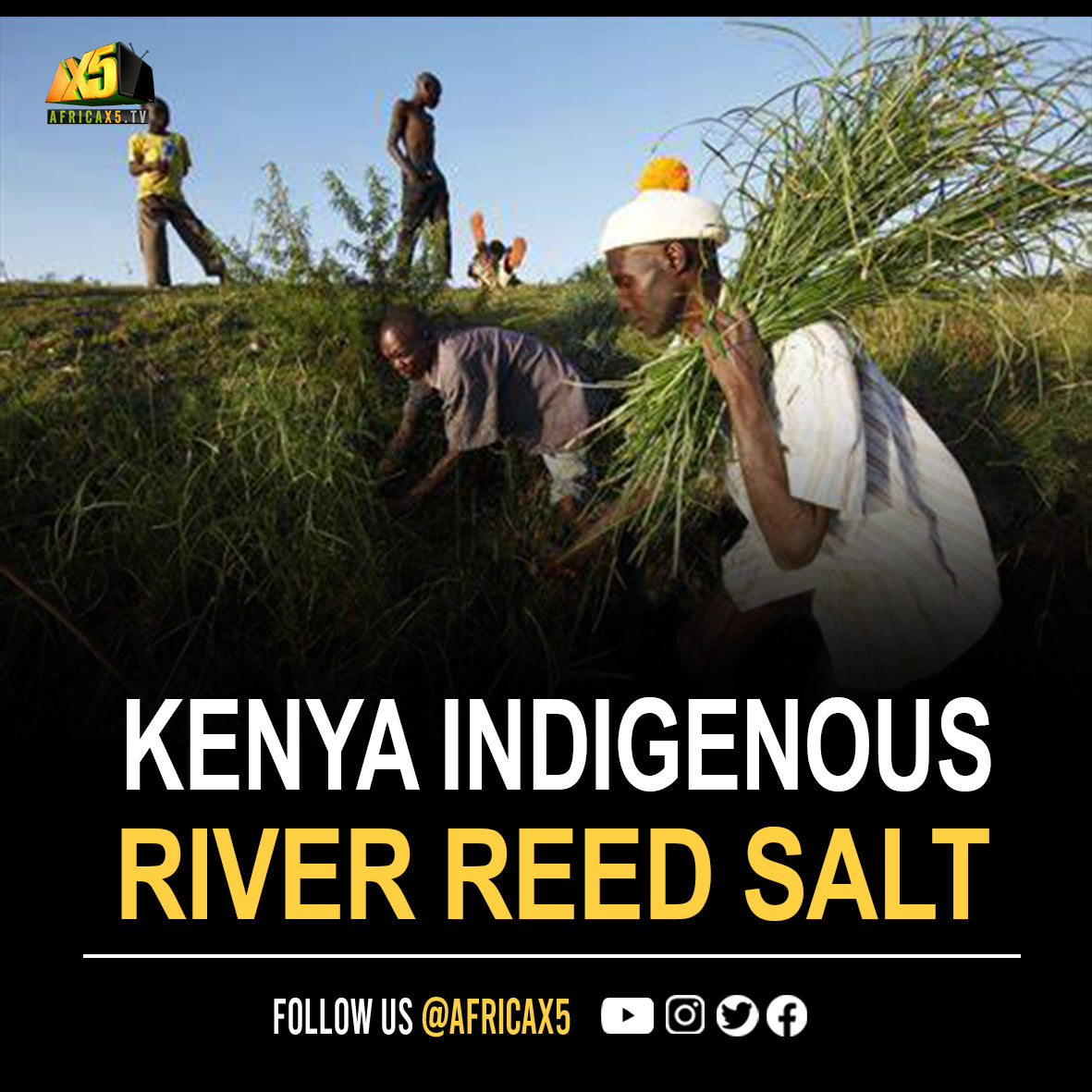 Kenya's award-winning indigenous river reed salt is almost 22 times th ...